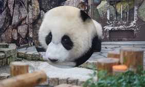 拡大鏡表示例
